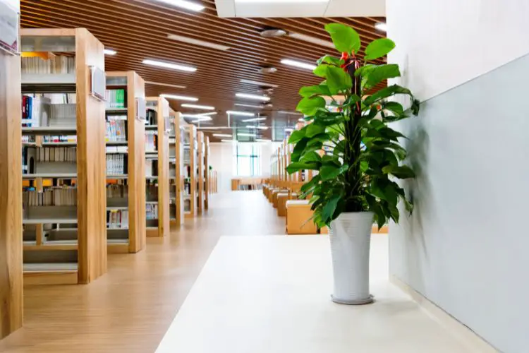 diploma in library science in national university